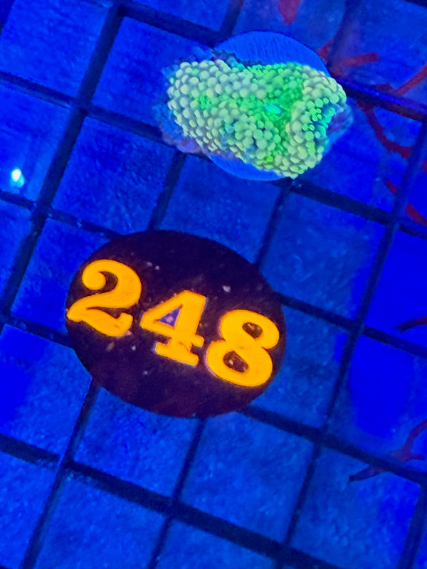 Episode 527 Live Sale Orange Tag #248 RAINBOW RICORDIA MUSHROOM