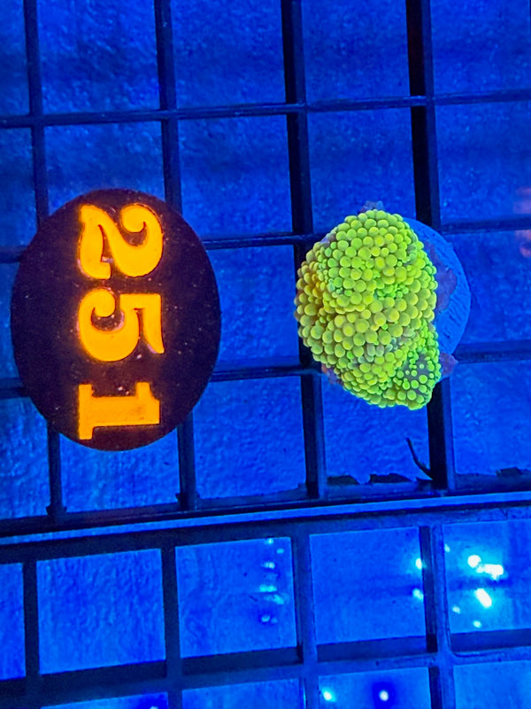 Episode 527 Live Sale Orange Tag #251 RAINBOW RICORDIA MUSHROOM