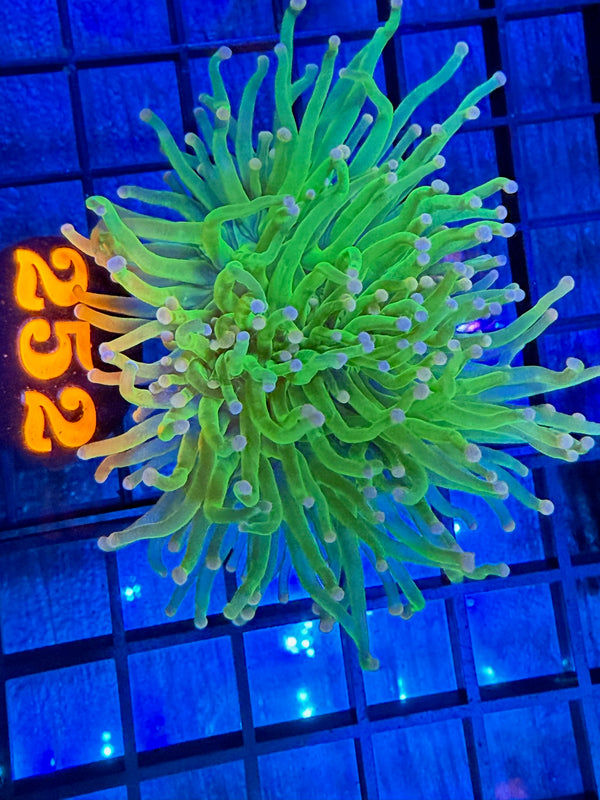 Episode 527 Live Sale Orange Tag #252 COTTON CANDY INDO TORCH