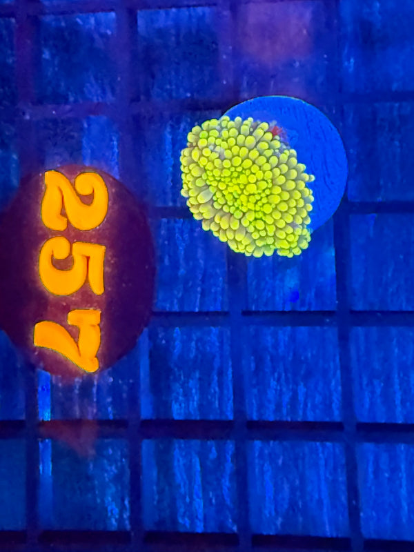 Episode 527 Live Sale Orange Tag #257 RAINBOW RICORDIA MUSHROOM