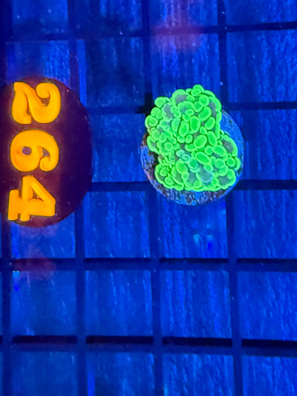 Episode 527 Live Sale Orange Tag #264 BRANCHING HAMMER FRAG