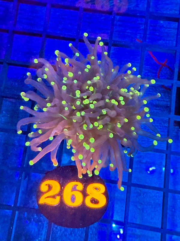 Episode 527 Live Sale Orange Tag #268 INDO JOKERS TORCH