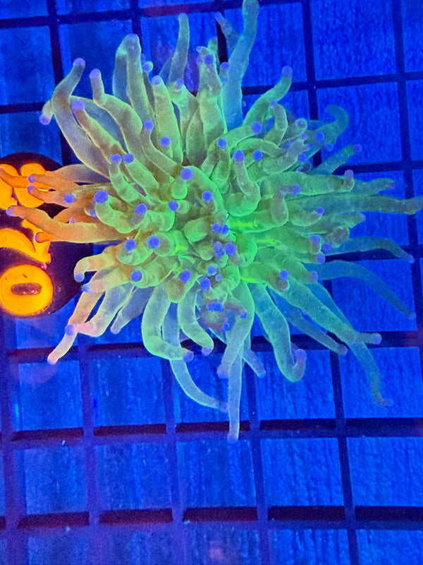 Episode 527 Live Sale Orange Tag #270 TODDS TORCH