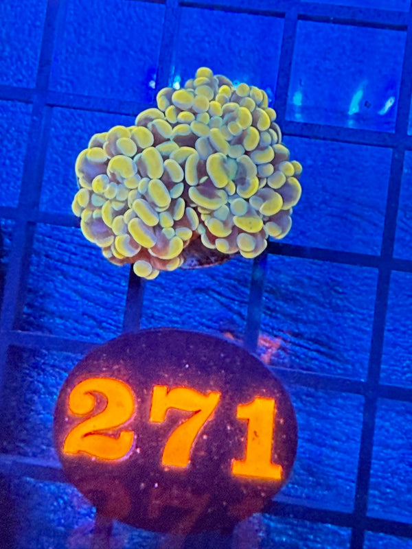 Episode 527 Live Sale Orange Tag #271 BRANCHING HAMMER FRAG
