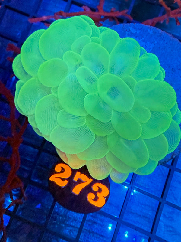 Episode 527 Live Sale Orange Tag #273 ULTRA GREEN BUBBLE CORAL