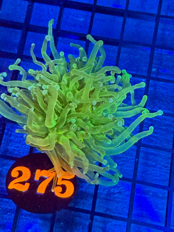 Episode 527 Live Sale Orange Tag #275 HULK INDO TORCH