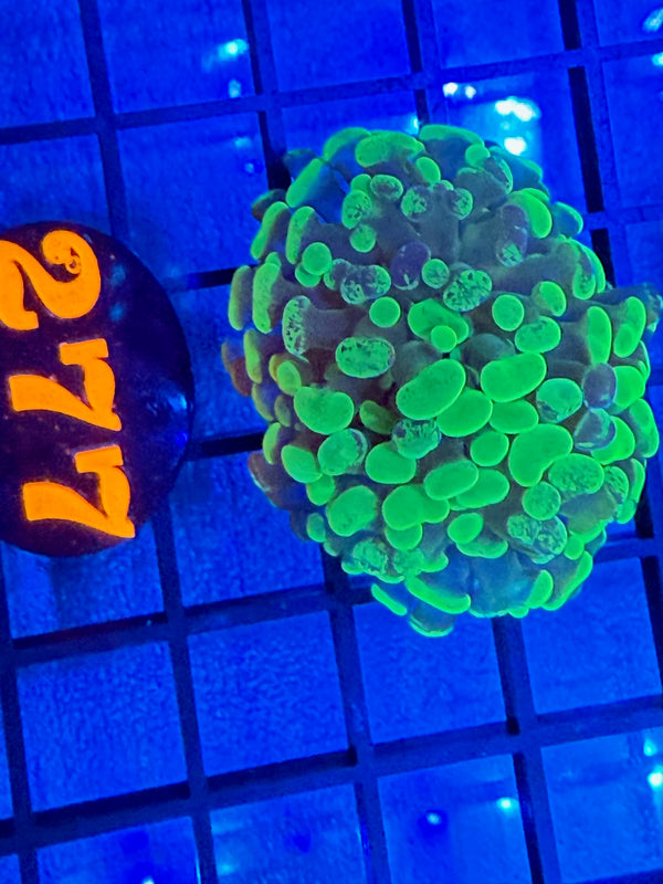 Episode 527 Live Sale Orange Tag #277 BRANCHING HAMMER FRAG