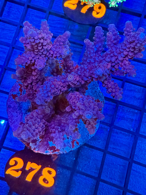 Episode 527 Live Sale Orange Tag #278 ACRO COLONY