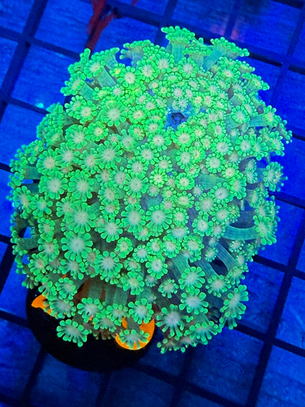 Episode 527 Live Sale Orange Tag #279 MULTI COLOR GONI COLONY