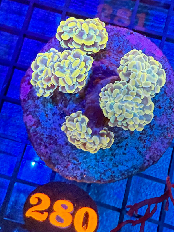 Episode 527 Live Sale Orange Tag #280 MULTI HEAD BRANCHING HAMMER COLONY