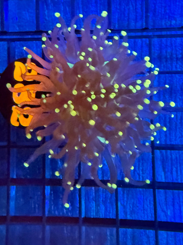 Episode 527 Live Sale Orange Tag #282 INDO JOKERS TORCH