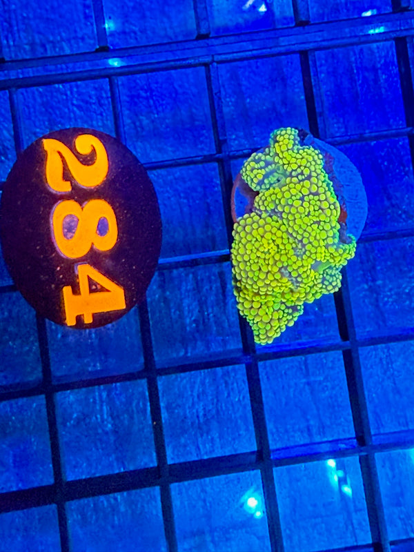 Episode 527 Live Sale Orange Tag #284 RAINBOW RICORDIA MUSHROOM