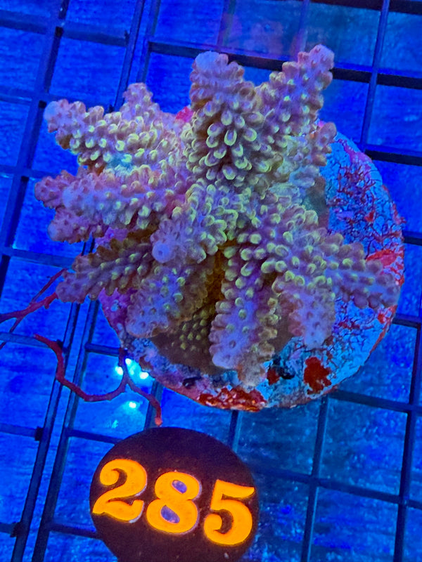 Episode 527 Live Sale Orange Tag #285 ACRO COLONY