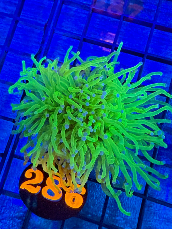 Episode 527 Live Sale Orange Tag #286 TODDS TORCH