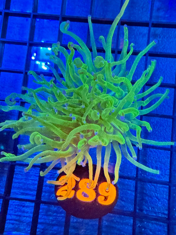 Episode 527 Live Sale Orange Tag #289 TODDS TORCH