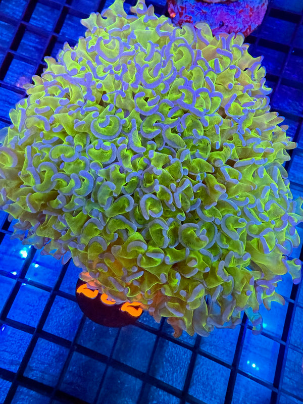 Episode 527 Live Sale Orange Tag #292 LG HAMMER WALL COLONY