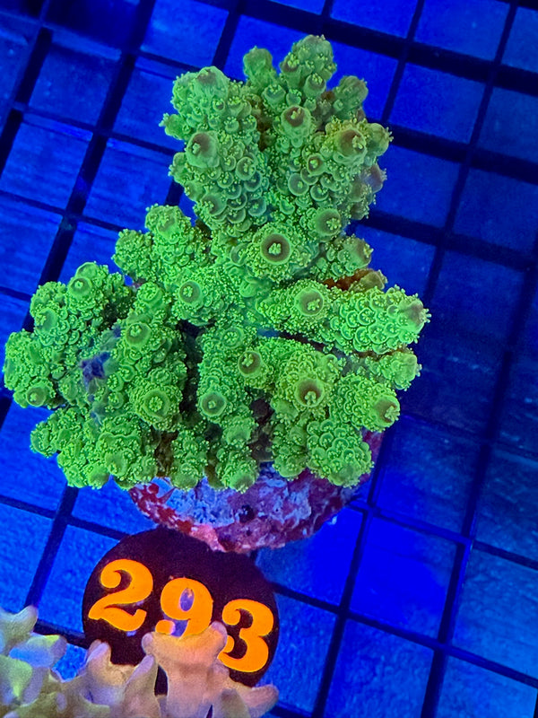 Episode 527 Live Sale Orange Tag #293 ACRO COLONY