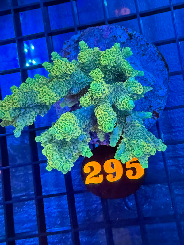 Episode 527 Live Sale Orange Tag #295 ACRO COLONY