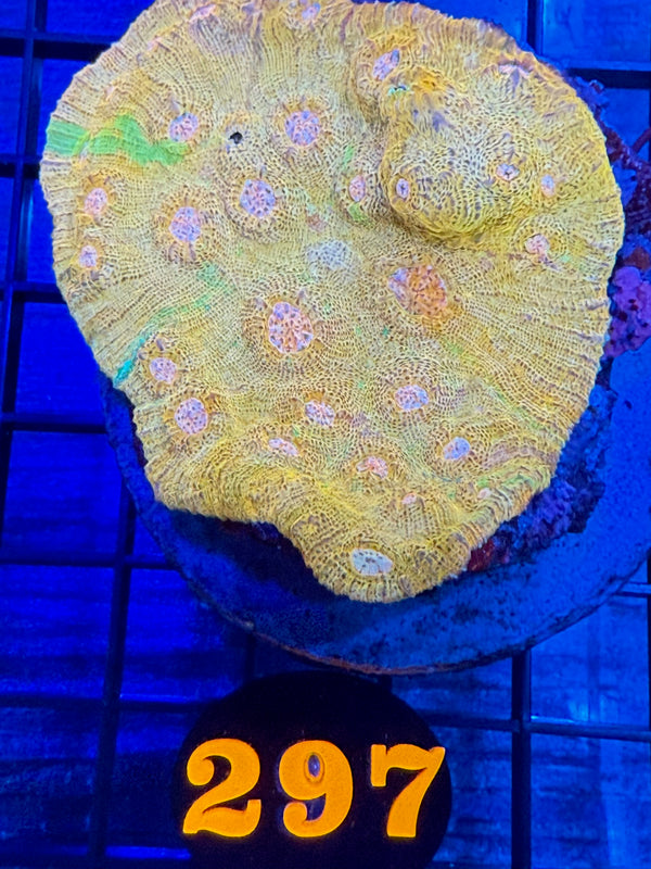 Episode 527 Live Sale Orange Tag #297 GOLDEN CHALICE COLONY