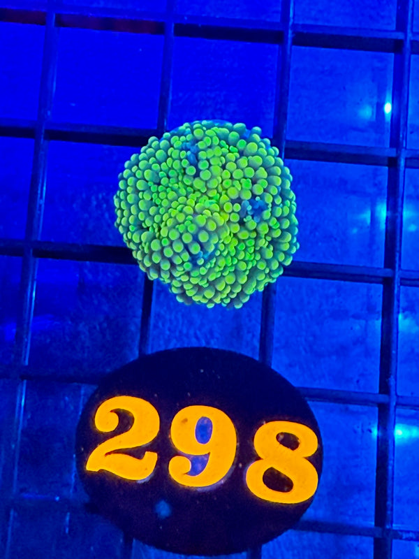 Episode 527 Live Sale Orange Tag #298 RAINBOW RICORDIA MUSHROOM