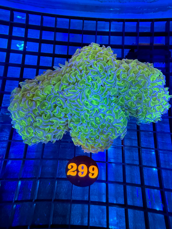 Episode 527 Live Sale Orange Tag #299 LG HAMMER WALL COLONY