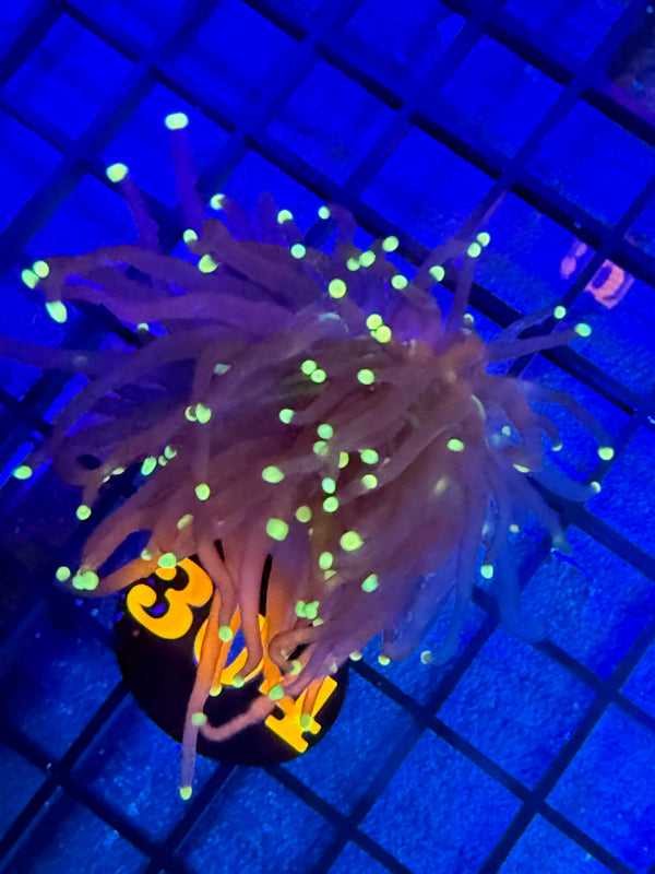 Episode 528 Live Sale Orange Tag #304 INDO JOKERS TORCH