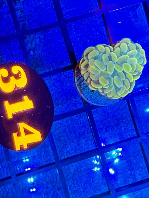 Episode 528 Live Sale Orange Tag #314 BRANCHING HAMMER FRAG