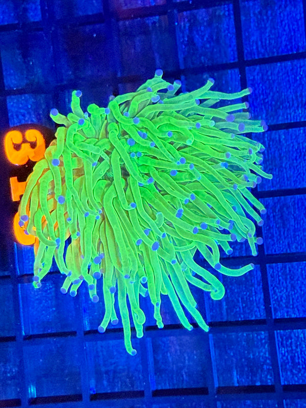 Episode 528 Live Sale Orange Tag #318 TODDS TORCH