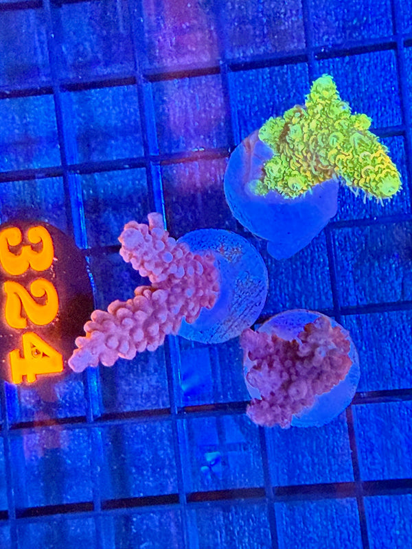 Episode 528 Live Sale Orange Tag #324 3 LOT ACRO FRAG PACK