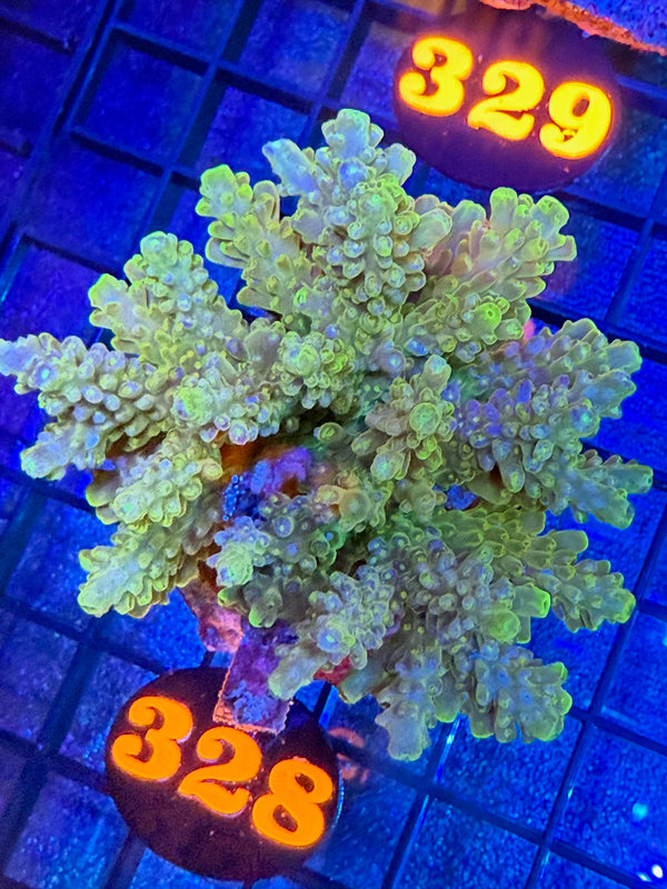 Episode 528 Live Sale Orange Tag #328 ACRO COLONY