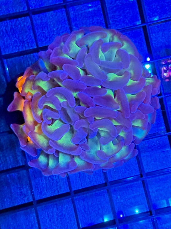 Episode 528 Live Sale Orange Tag #332 BRANCHING HAMMER FRAG