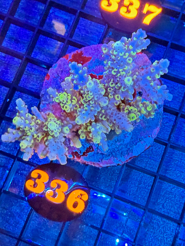 Episode 528 Live Sale Orange Tag #336 ACRO COLONY