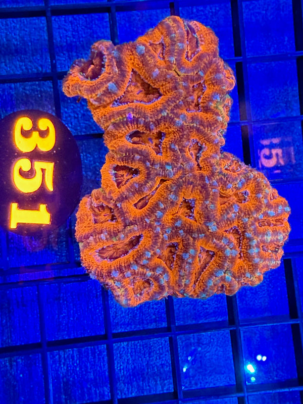 Episode 528 Live Sale Orange Tag #351 ACAN COLONY