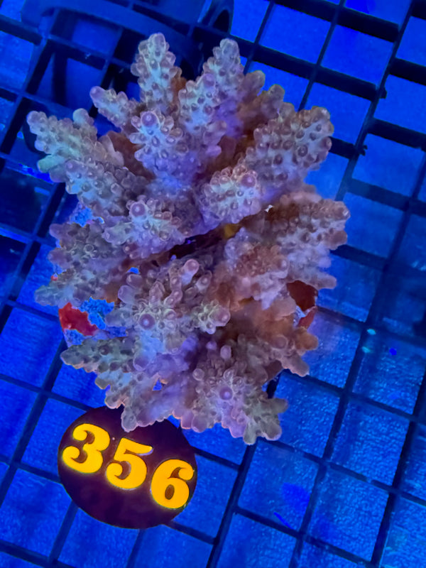 Episode 528 Live Sale Orange Tag #356 ACRO COLONY