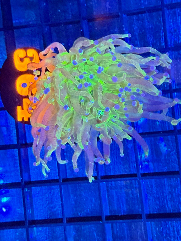 Episode 528 Live Sale Orange Tag #364 TODDS TORCH