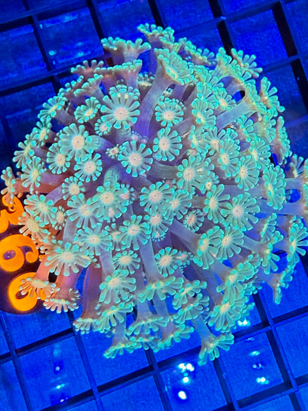 Episode 528 Live Sale Orange Tag #366 MULTI COLOR GONI COLONY