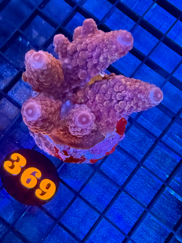 Episode 528 Live Sale Orange Tag #369 ACRO COLONY