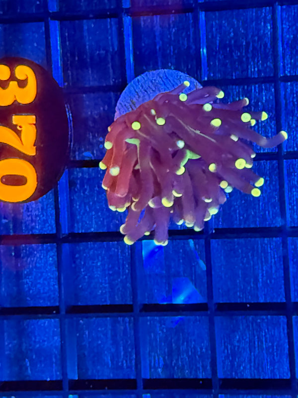 Episode 528 Live Sale Orange Tag #370 INDO JOKERS TORCH