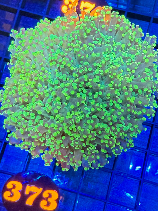 Episode 528 Live Sale Orange Tag #373 MULTI HEAD BRANCHING FROGSPAWN COLONY