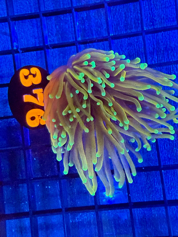 Episode 528 Live Sale Orange Tag #376 DRAGON SOUL INDO TORCH