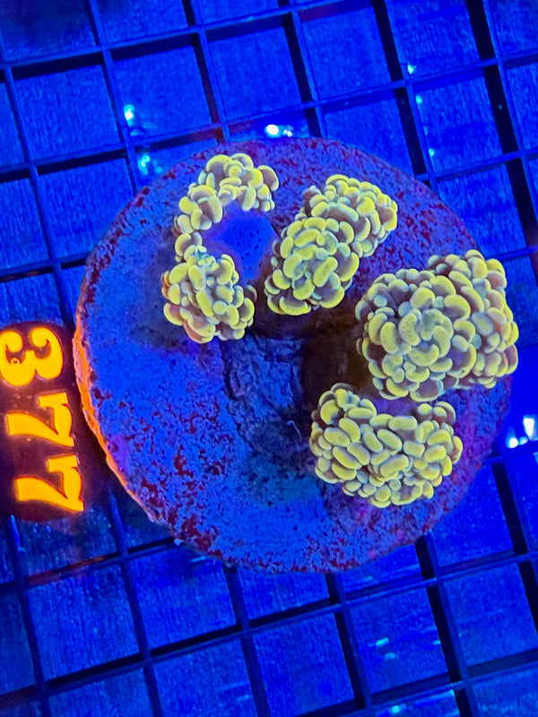 Episode 528 Live Sale Orange Tag #377 MULTI HEAD BRANCHING HAMMER COLONY