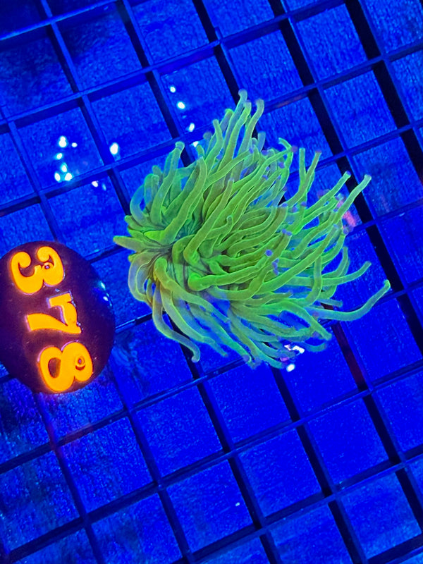 Episode 528 Live Sale Orange Tag #378 TODDS TORCH