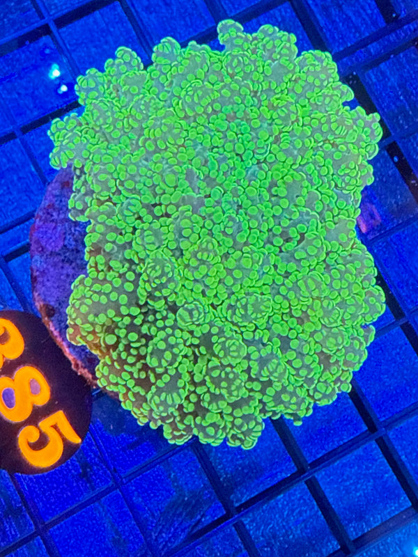 Episode 528 Live Sale Orange Tag #385 MULTI HEAD BRANCHING FROGSPAWN COLONY