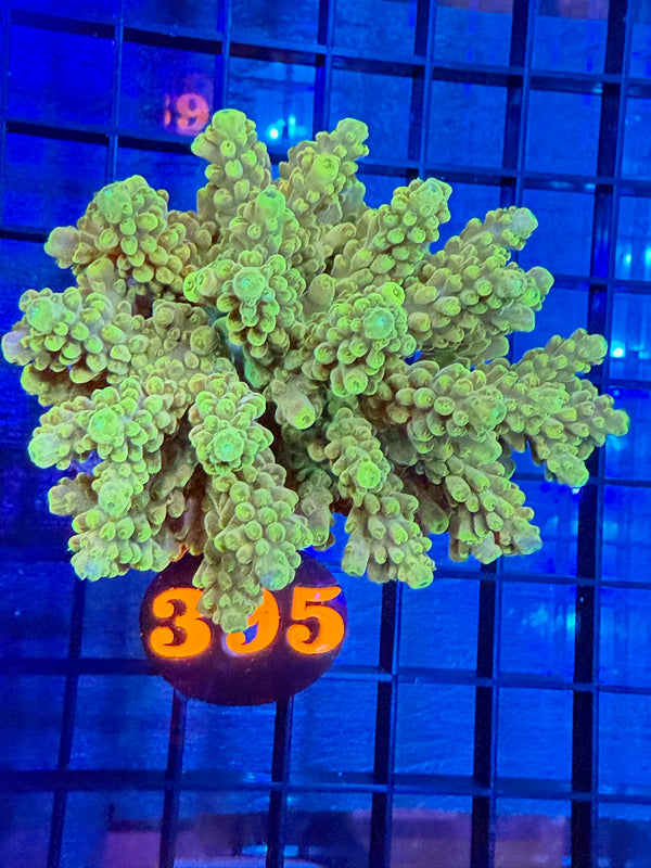 Episode 528 Live Sale Orange Tag #395 ACRO COLONY