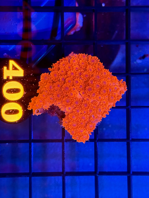 Episode 529 Live Sale Orange Tag #400 RED FLOWERPOT CORAL