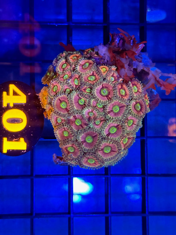 Episode 529 Live Sale Orange Tag #401 DESIGNER ZOA COLONY