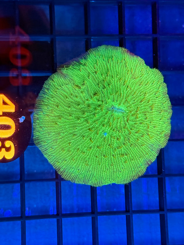 Episode 529 Live Sale Orange Tag #403 ULTRA GREEN PLATE CORAL