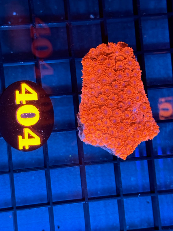 Episode 529 Live Sale Orange Tag #404 RED FLOWERPOT CORAL