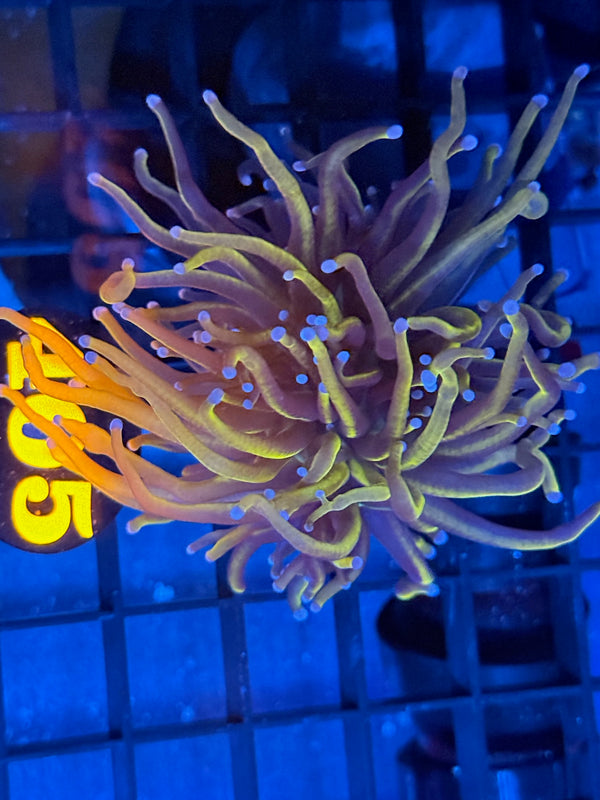 Episode 529 Live Sale Orange Tag #405 24K INDO GOLD TORCH