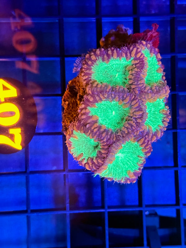 Episode 529 Live Sale Orange Tag #407 BLASTO CORAL